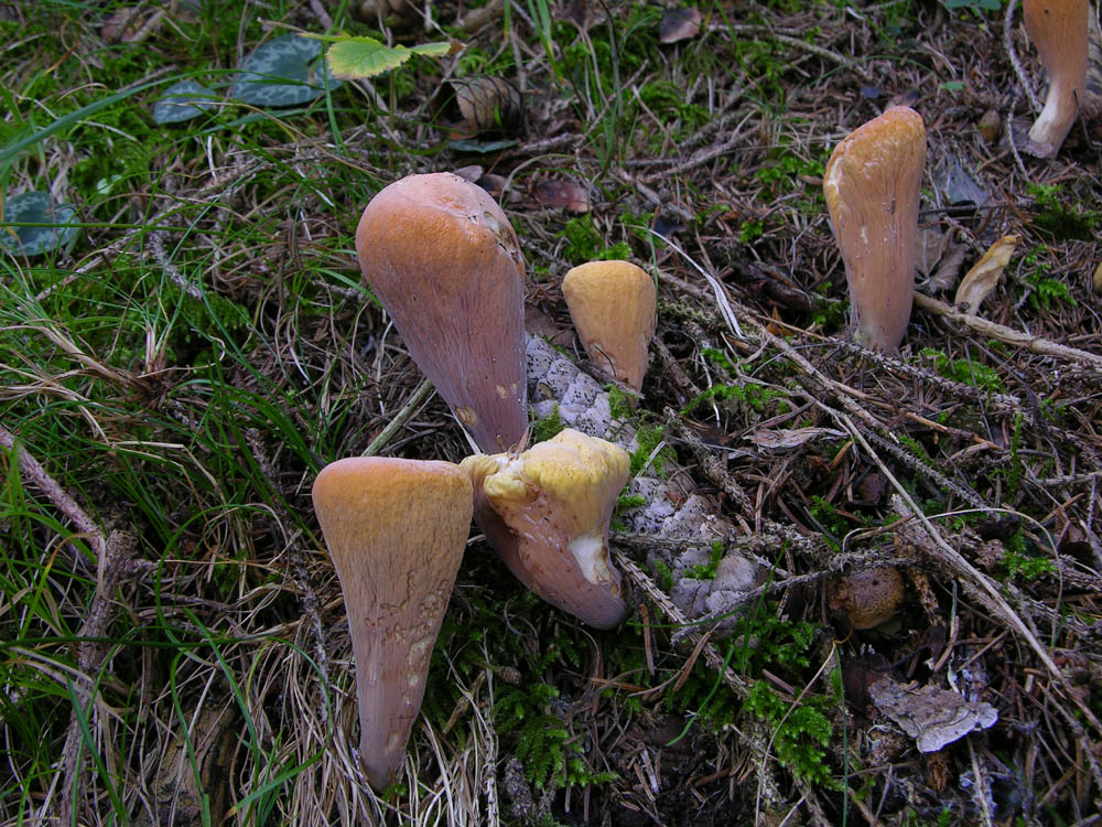 Clavariadelphus truncatus(Qu�let) Donk